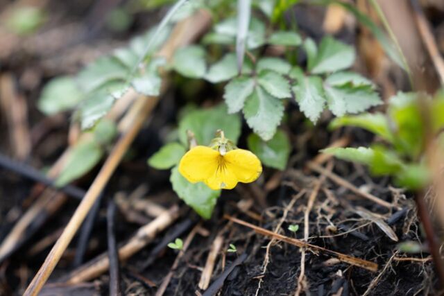 ちょっと変わった形の
キスミレを発見！

雨嵐にも負けず、
今朝も健気に咲いていました。

焼け焦げた、黒土むき出しの草原が、
一気に芽吹き出しています。

阿蘇の野の花を楽しみたい方は
ぜひトレッキングがおすすめです🌼

目:キントラノオ目
科:スミレ科
属:ビオレ属
種:黄菫(キスミレ)
※絶滅危惧種

- - - - - - - - - - - - - - - - - - - - - - - - - - - - - - - - - -

草原立入はガイド同伴ツアー時のみ。
一般の方の立入はご遠慮願います。

- - - - - - - - - - - - - - - - - - - - - - - - - - - - - - - - - - 

#阿蘇 #阿蘇市 #阿蘇観光 #キスミレ #黄すみれ #山野草 #野の花 #草原トレッキング #トレッキング #トレッキング好きな人と繋がりたい #トレッキング初心者 #アクティビティ #アウトドア #阿蘇好きな人と繋がりたい #熊本 #熊本観光 #草原 #牧野ガイド #ガイドツアー  #サステナブルツーリズム #エコツーリズム #阿蘇山の良さを広め隊 #あそたん #あそたんガイドツアーズ #aso #sdgs